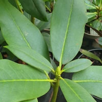 Rhododendron sikiangense SDR7932